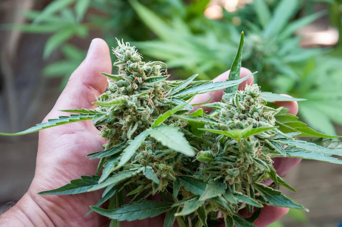 Cannabis products Australia